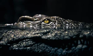 Image of reptile partially obscured by surface of water